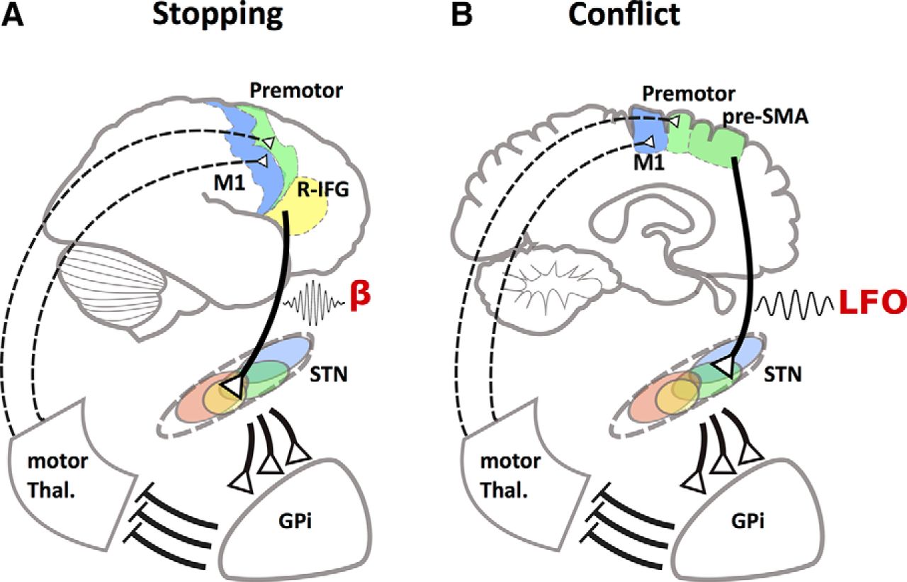 Hypothetical models of different pathways in the brain for stopping and for processing of conflict.