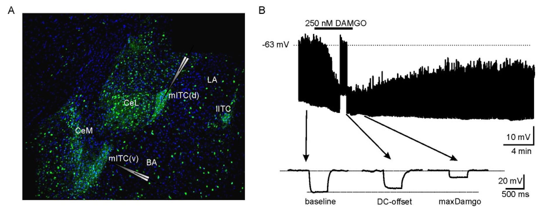 μ-Opioid Receptor-Mediated Inhibition of Intercalated Neurons and Effect on Synaptic Transmission to the Central Amygdala.