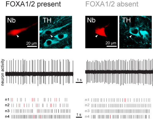 Spontaneous activity of dopaminergic neurons in control mice (left column) and in mice lacking FOXA1/2 in these neurons (right). Following recording of action potentials or ‘spikes’ (middle panels), individual neurons were labelled with Neurobiotin (Nb) and confirmed to be dopaminergic by expression of tyrosine hydroxylase (TH), which is needed for the synthesis of dopamine (upper panels). The lower panels show examples of spike firing of 4 example neurons (n1-n4) from each type of mouse. Spikes fired withi