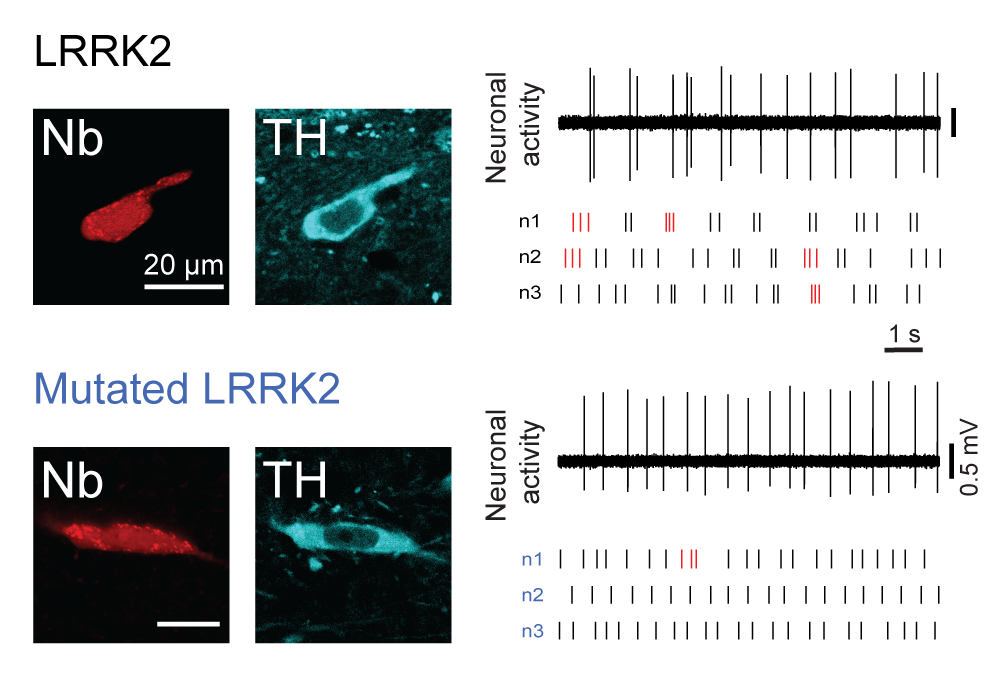LRRK2 BAC transgenic rats develop progressive, L-DOPA-responsive motor impairment, and deficits in dopamine circuit function.