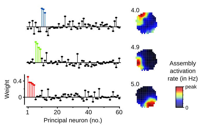 Illustration of three concurrently expressed hippocampal cell assembly patterns. Left side: “weight vectors” indicating for each of 60 simultaneous recorded principal neurons their contribution to each pattern. Right side: “assembly maps” showing strong spatial tuning for the activation of each assembly pattern (numbers indicate peak assembly activation rates).