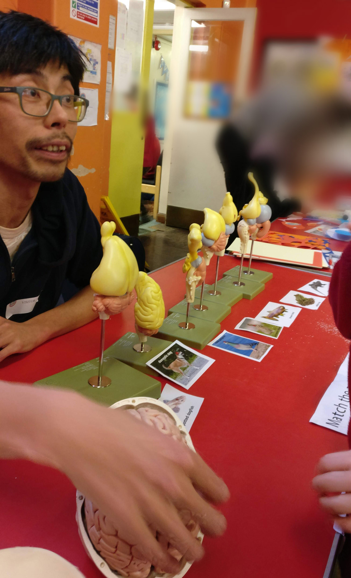 Kouichi at the Science Fair; as well as matching vertebrate brains to photos, children explored the human brain model.