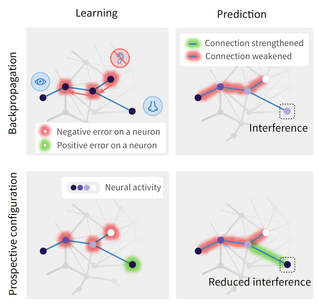 figure showing four panels, with neurons linked together in each, showing connections being strengthened or weakened.