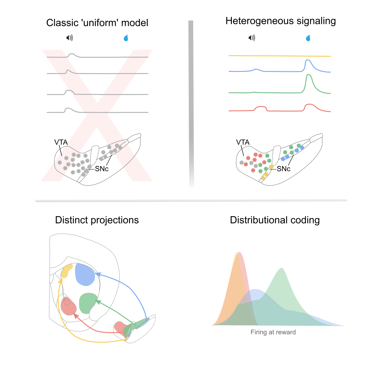 Graphical Abstract from Avvisati et al (2024) Cell Reports