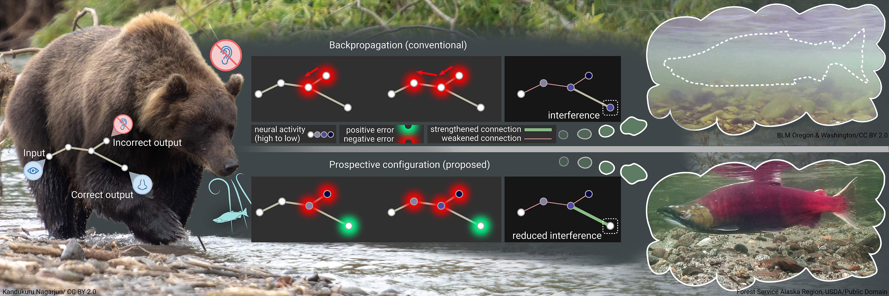 Image of a bear looking at a river, considering whether there are salmon nearby, overlaid with artificial neural network diagrams.