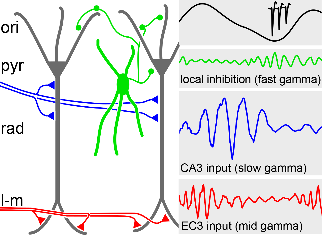 Schematic showing the different types of gamma-frequency oscilations found in CA1 hippocampus along with their cellular substrates.