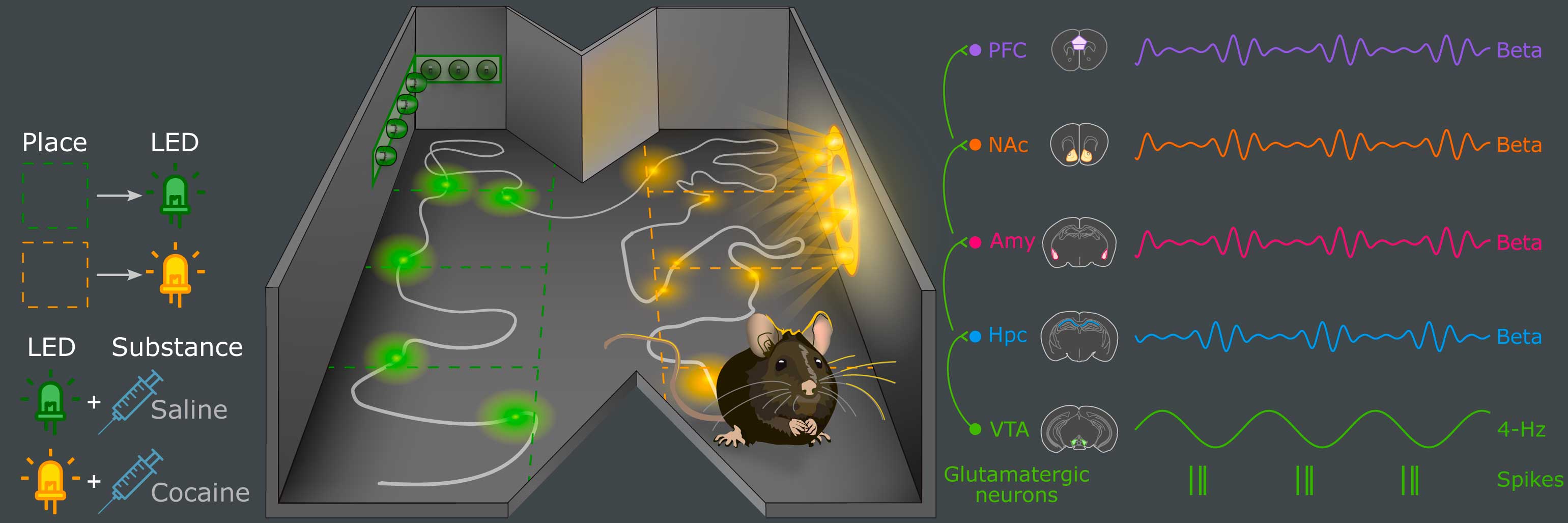a banner image showing a mouse in an arena in the middle, with legned on left showing place is related to the LED that will illuminate, and a second part with LED colour related to substances administered- cocaine or saline. The electrical activity of brain areas is shown on the left.