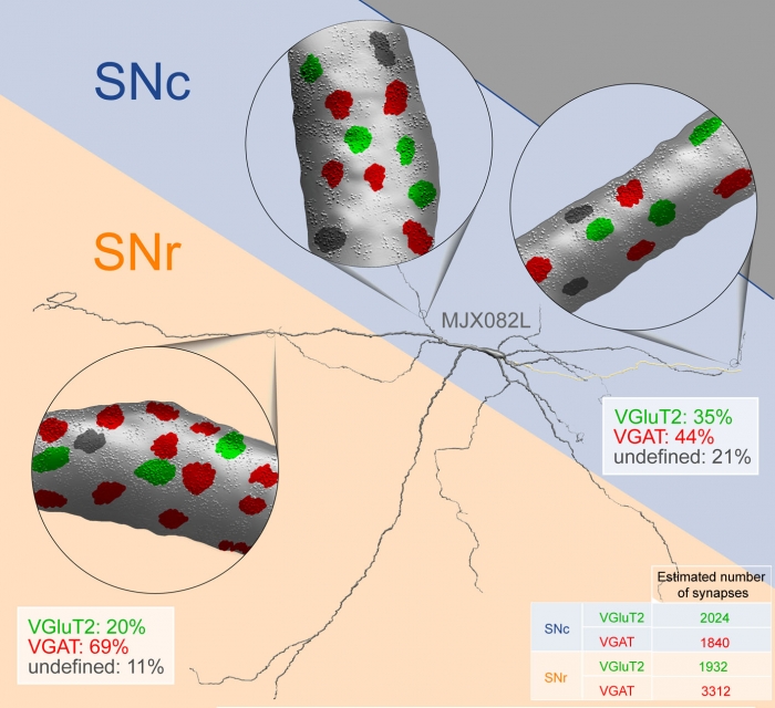 synaptic inputs onto differnet regions of the dendritic tree of dopaminergic neurons