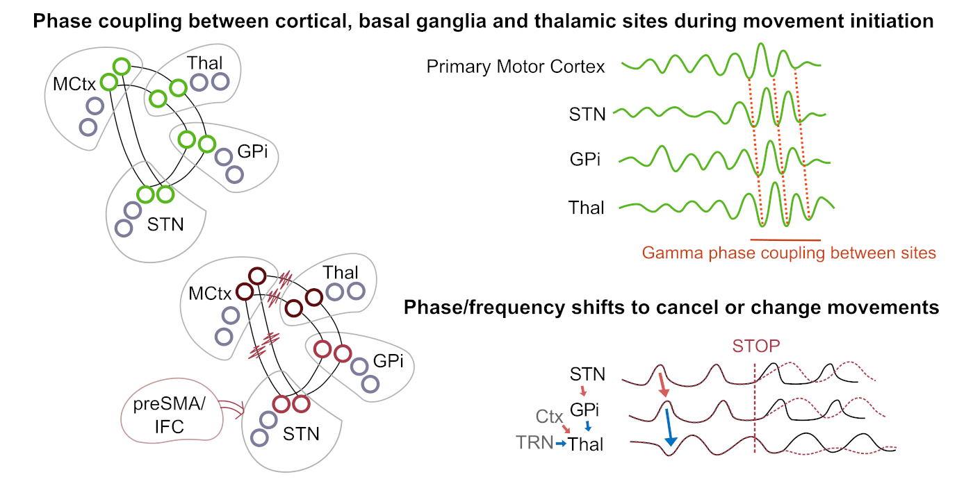 A cartoon of brain region interacting during movement initiation and stopping.