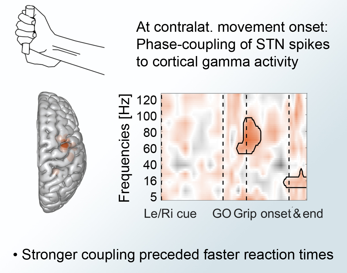 Graphical abstract from Fischer et al 2020 eLife