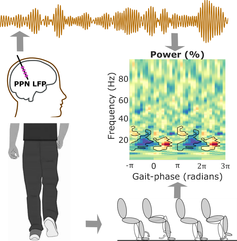 On the left side are cartoons of a person walking and a side view of the human brain. Above these is a cartoon of brain rhythms. On the right side is a coloured graph showing brain rhythms, and below these is cartoon of a leg doing a lifting motion.