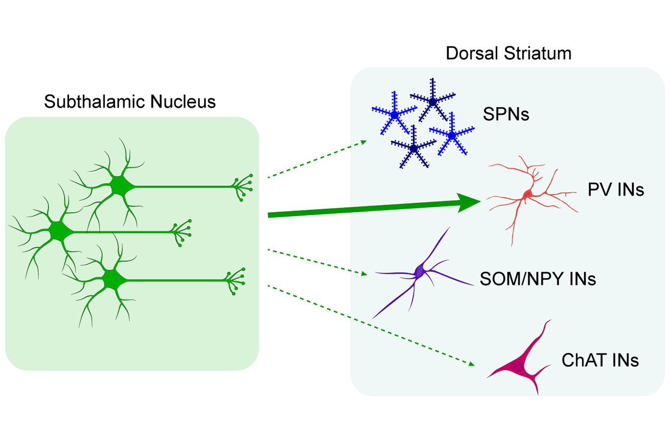 Cartoon of subthalamic nucleus neurons (left box) sending axons to striatum (right box)