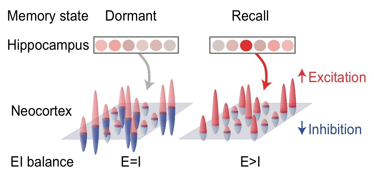 A schematic illustrating the proposed interaction between the hippocampus and neocortex .