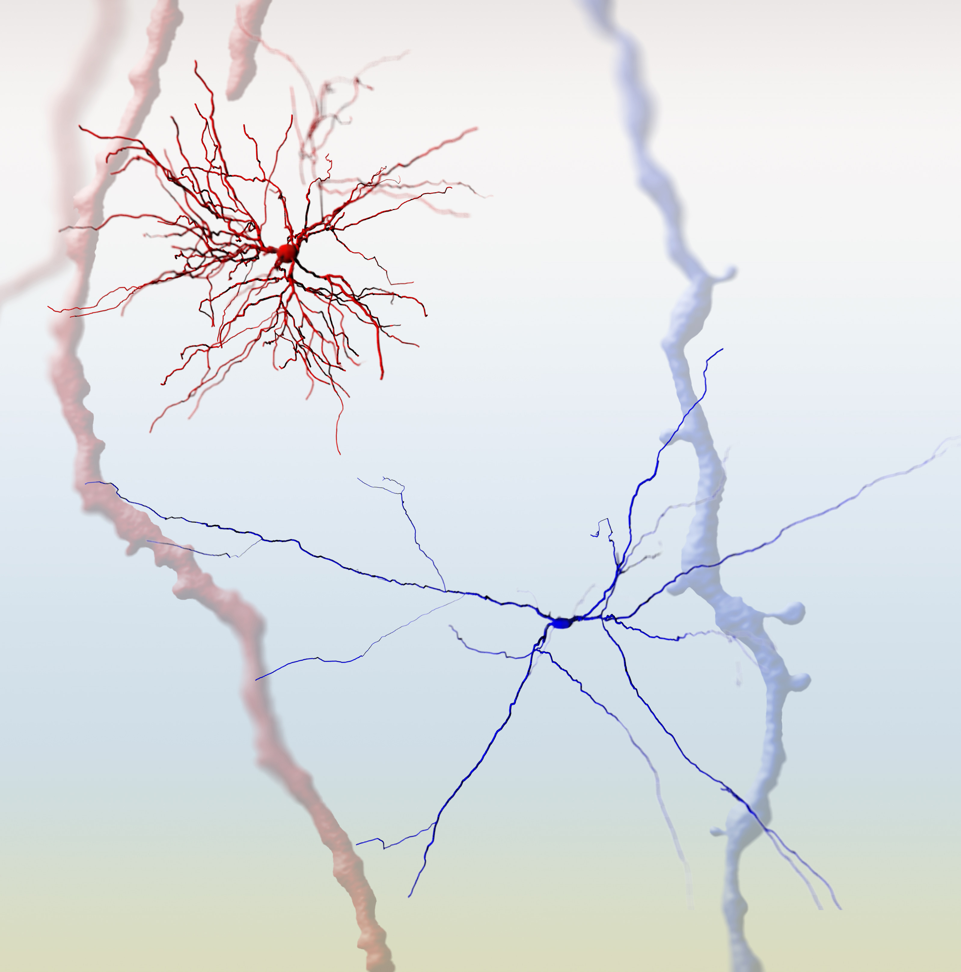 Odd one out: neurons of the parafascicular nucleus (an example in blue) are not built like their thalamic neighbours (an example in red).