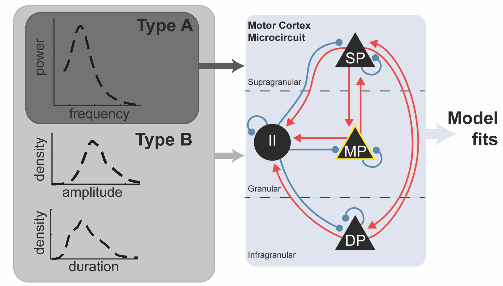 Left panel: 3 graphs with dotted lines describe model parameters; right panel: three triangles and one circle connected by blue and red lines representing connections between layers of the motor microcircuit