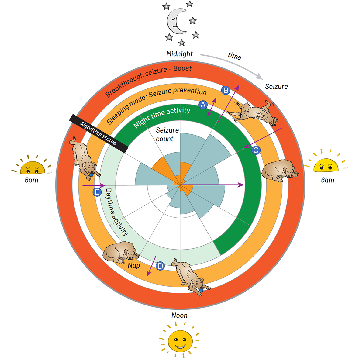 Cartoon showing how epileptic seizures in a canine vary across the day-night cycle.