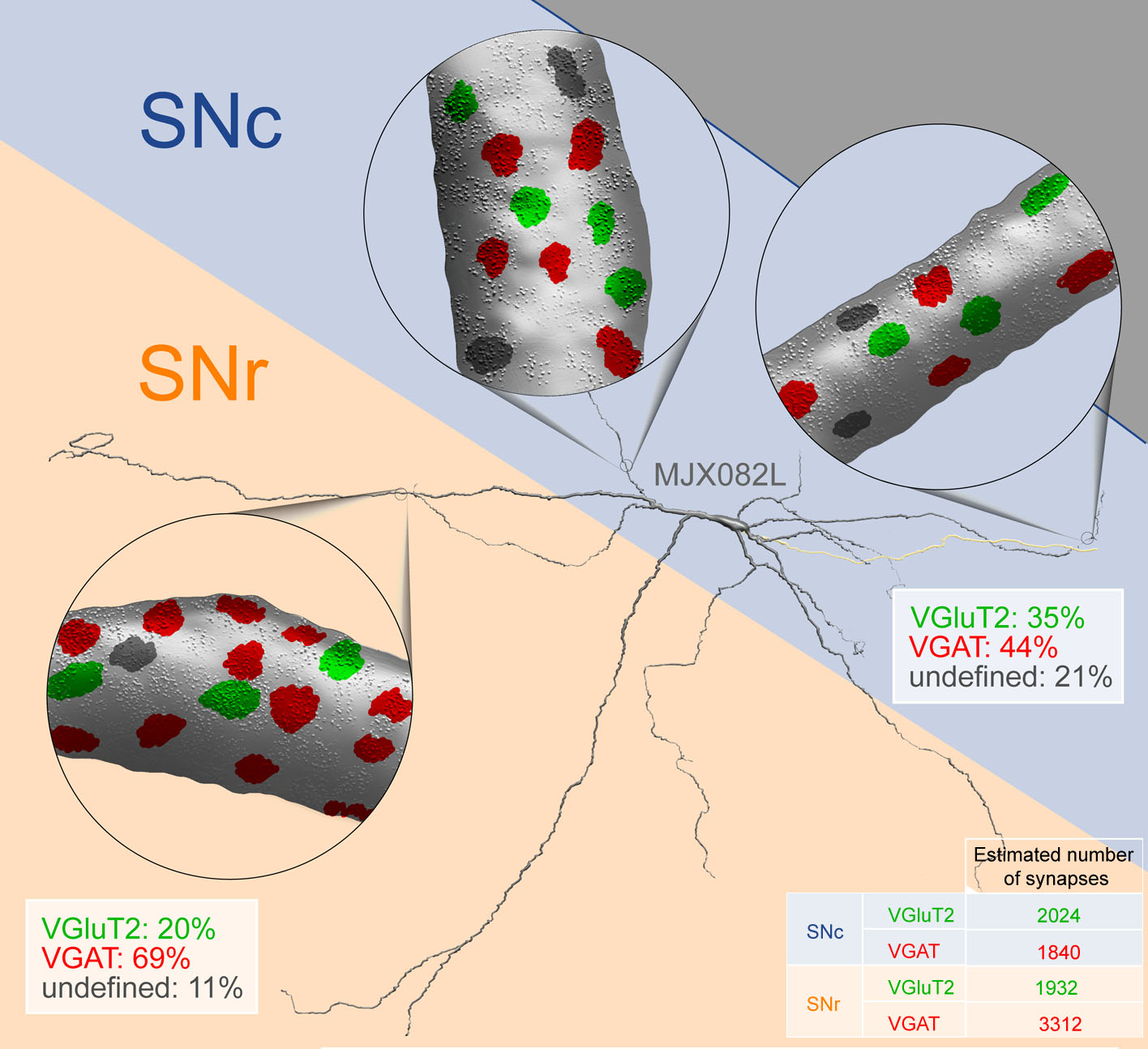 Summary of synaptic input to dopamine neurons