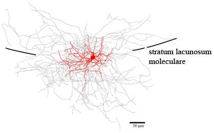 Convergence of cortical and thalamic input to direct and indirect pathway medium spiny neurons in the striatum.