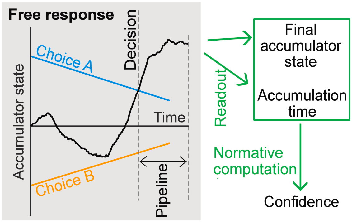 Schematic illustration of a model of the computation of confidence during a decision process. The left side shows a black line polted of 'Accumulator state', and a descending blue line for Choice A, and an Ascending line for choice B in yellow. There is a decision point, and a pipeline period following it. This is then shown to be fed out as a readout of final accululator state and the accumulation time. This then outputs a confidence level.