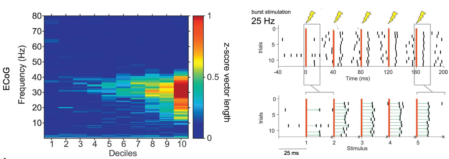 The left panel shows analysis of the synchronisation of neurons in the subthalamic nucleus to spontaneous cortical oscillations of different frequencies as a function of the strength of the latter. The right panel shows raster plots demonstrating that pulses at 20 Hz progressively decrease the variance of cortically evoked spiking. The bottom plot shows a version of top raster, but showing only the first 20ms after each stimulus. 