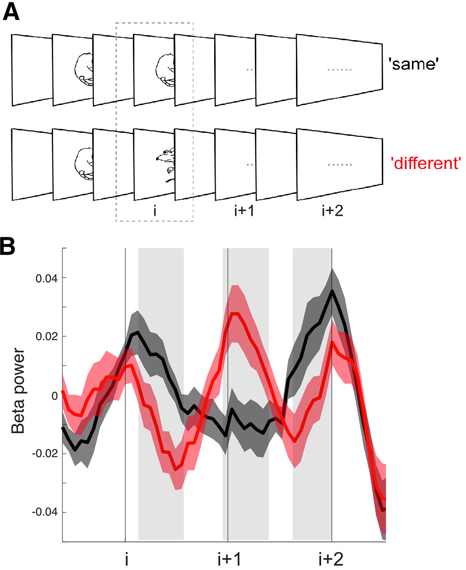 Dependence of beta oscillations on conflict in sensory input