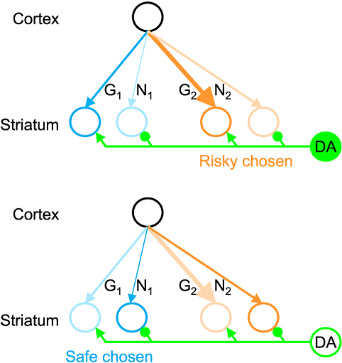 Learning Reward Uncertainty in the Basal Ganglia.