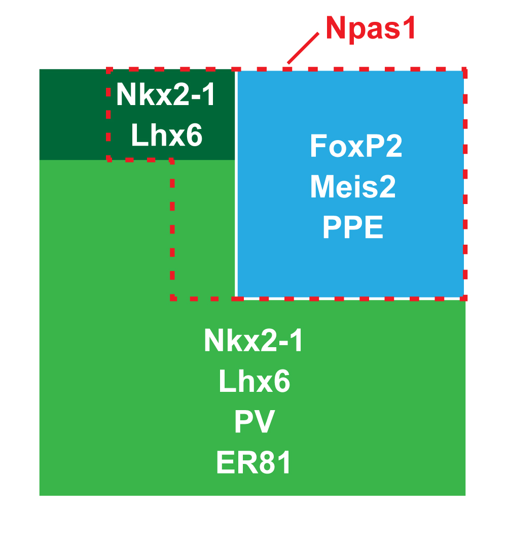 Different molecules expressed by prototypic neurons (light green and dark green boxes) and arkypallidal neurons (blue box) of the external globus pallidus. The molecule Npas1 is expressed by some prototypic neurons and by arkypallidal neurons (dashed red box).