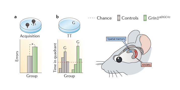 Hippocampal synaptic plasticity, spatial memory and anxiety.