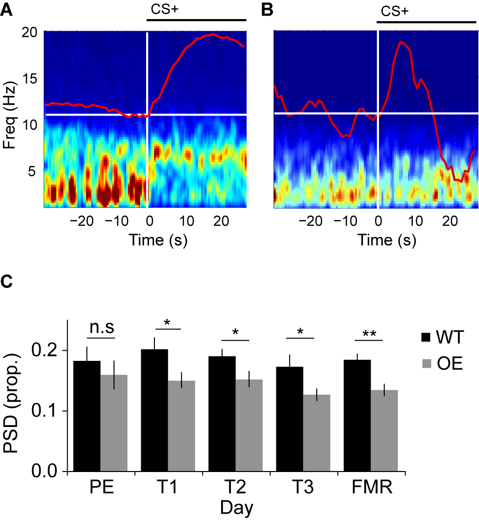 Cue-evoked amygdala theta oscillations in wild-type (WT) and 5-HTT over-expressing (OE) mice during aversive learning. (A-B) Representative spectrograms for one WT (A) and one OE (B) mouse on training day 3 showing the 30s before and the 30s during CS+ presentation (amygdala hemodynamic responses are overlaid in red). (C) CS+ evoked theta oscillations were significantly stronger in WT than OE mice.