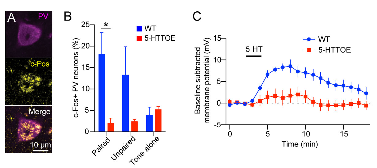 Increased Serotonin Transporter Expression Reduces Fear and Recruitment of Parvalbumin Interneurons of the Amygdala.