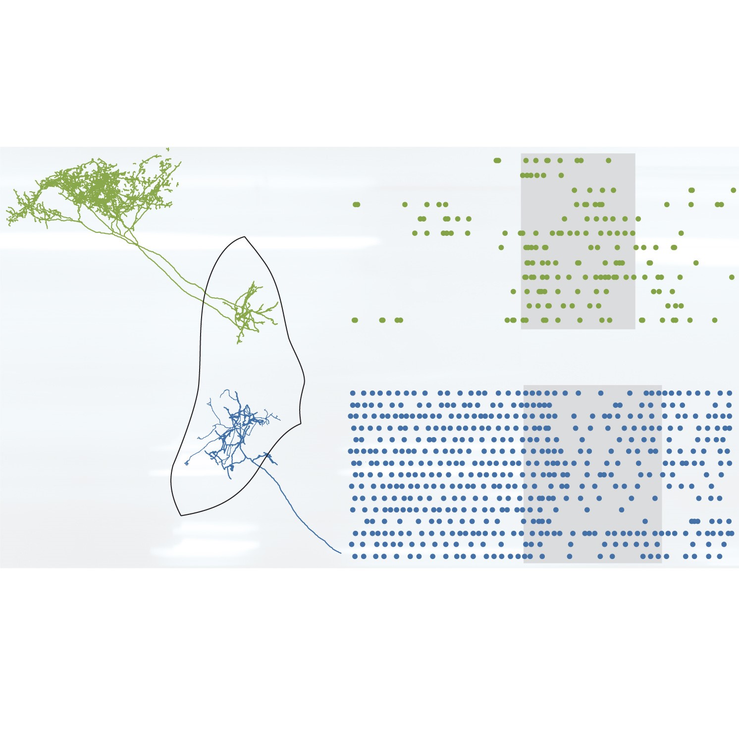 Left, an arkypallidal neuron (green) and a prototypic neuron (blue) in the external globus pallidus. Right, a representation of the action potentials (coloured dots) fired by an arkypallidal neuron and a prototypic neuron around movement (light grey boxes).