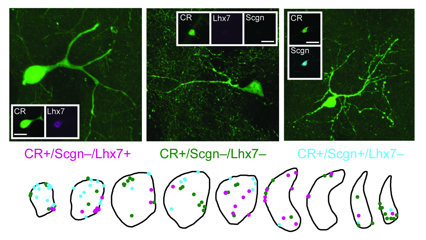Three types of calretinin (CR)-expressing interneuron were identified using the molecular markers Scgn and Lhx7 (top), and their locations mapped across the entire striatum (bottom).