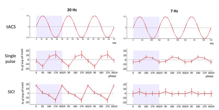 The motor response to non-invasive transcranial magnetic brain stimulation depends on when stimulation lands in the cycle of a neuronal rhythm driven by non-invasive transcranial alternating current stimulation (tACS). The two forms of stimulation were simultaneously delivered to the human motor cortex. The effect was much bigger when tACS-driven oscillations were at 20 Hz than at 7 Hz, and also much bigger when the subjects’ own brain activities peaked at 20 Hz.