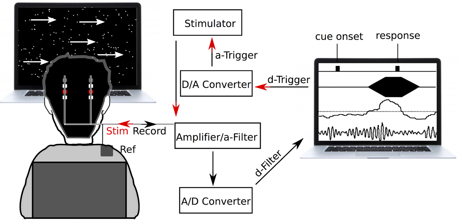 In this experiment, we were able to establish a causal link between deep brain rhythms and delaying decisions. We were able to do this by directly recording beta-frequency electrical activity in the subthalamic nucleus in people with Parkinson’s disease and then interfering with this activity through closed-loop Deep Brain Stimulation. Participants engaged in a task in which they had to decide on the predominant direction of movement of a cloud of moving dots presented on a screen.