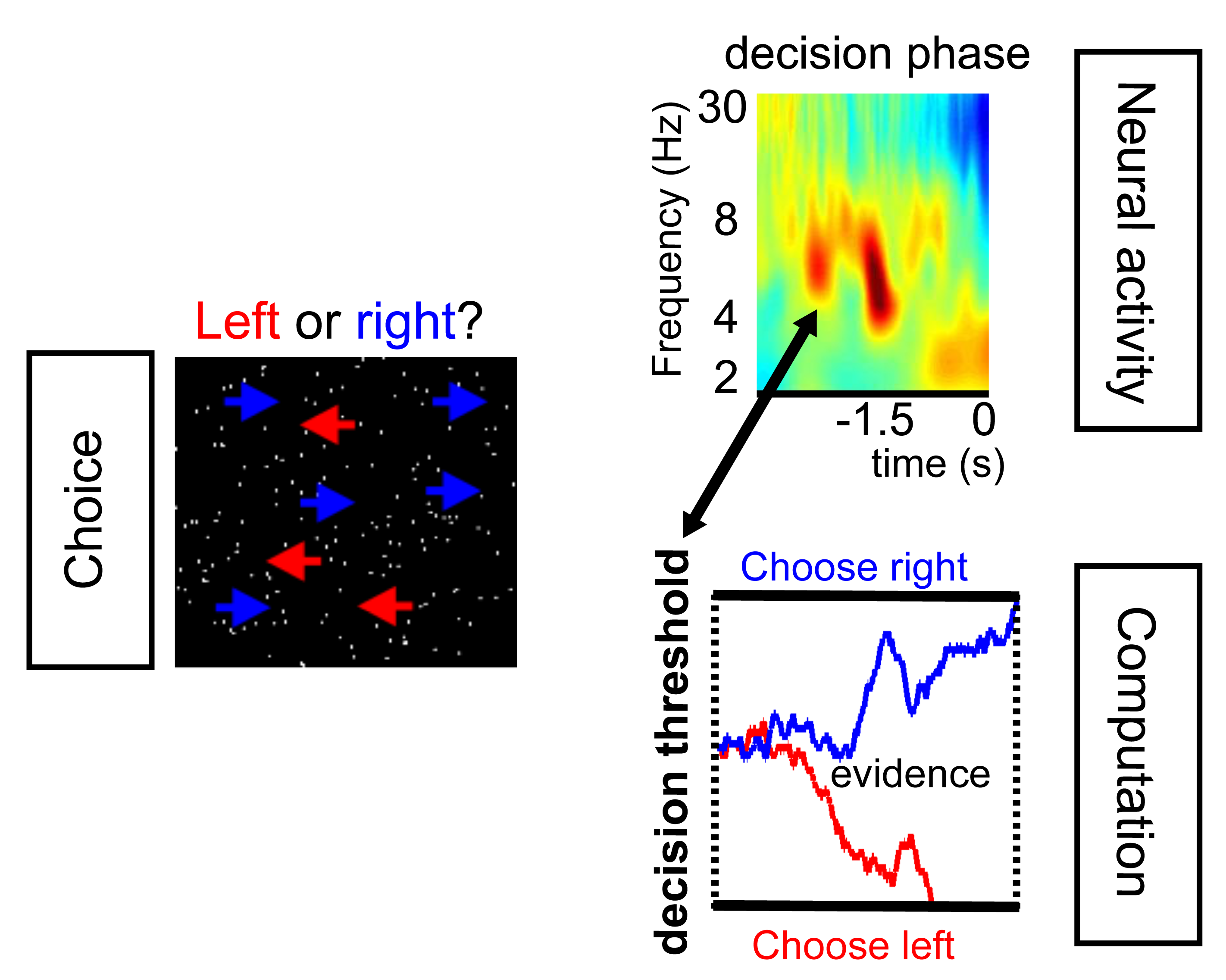 Left summarises the choice paradigm. Top Right shows an example of recordings of neural activity from a part of the brain called the subthalamic nucleus. Bottom Right is a schematic of the computational model of decision making. Combining neural recordings and computational modelling demonstrates that activity in the subthalamic nucleus predicts decision threshold adjustments on each trial before participants make a response.