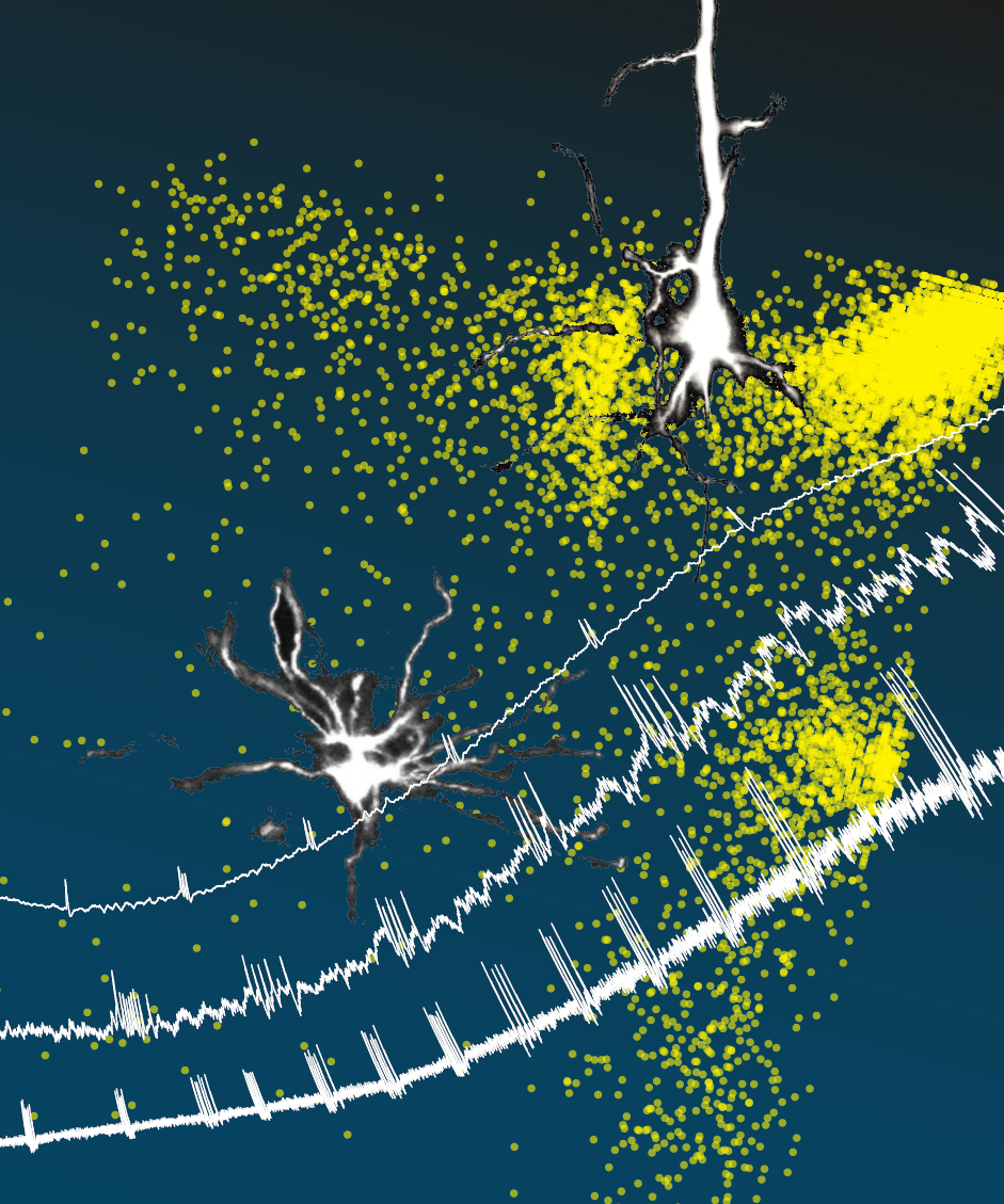 Shaping somatosensory responses in awake rats: cortical modulation of thalamic neurons.