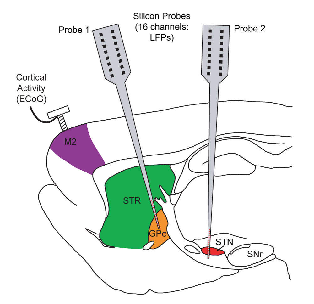 Propagation of beta/gamma rhythms in the cortico-basal ganglia circuits of the parkinsonian rat.