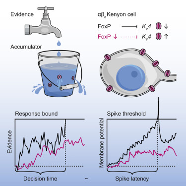 During the course of decision making process, evidence for one option over another is accumulated over time (top left). Response is triggered when sufficient amount of information is gathered (bottom left). The membrane potential of a particular group of neurons in fruit fly brain (top right) reflects the evidence accumulated by the animal during the decision process (bottom right).