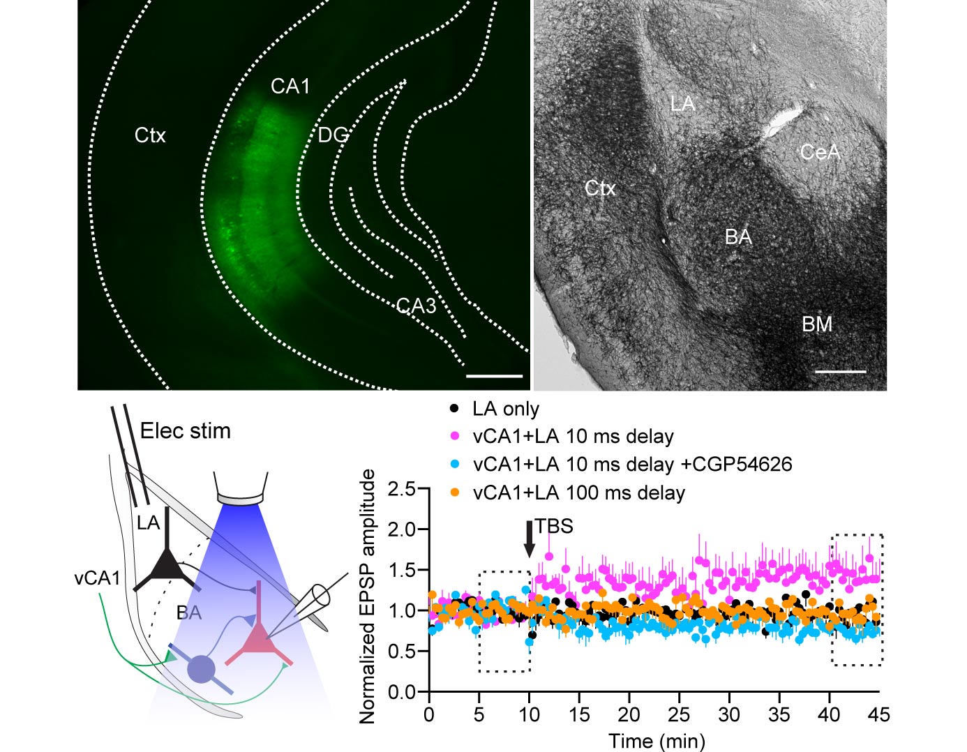 Hippocampal Theta Input to the Amygdala Shapes Feedforward Inhibition to Gate Heterosynaptic Plasticity.