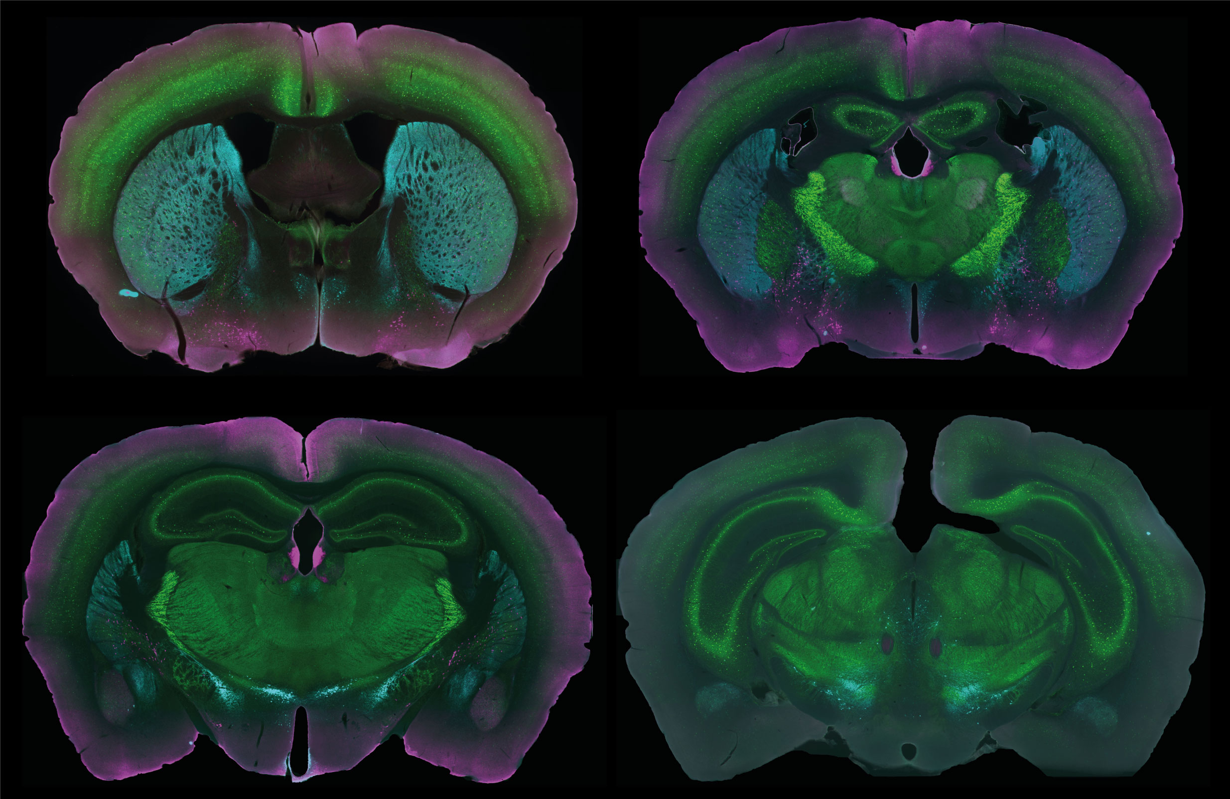 A sample of Anezka’s first-rate work in the lab!