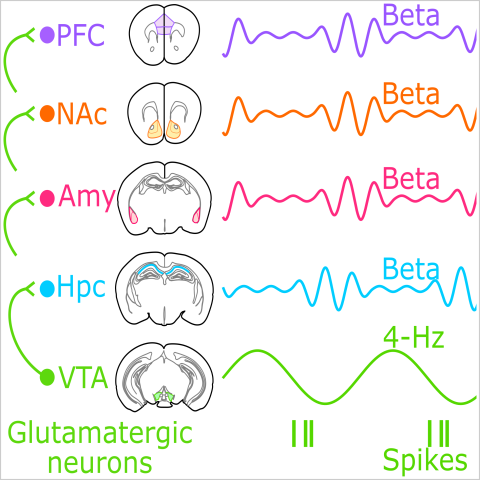 diagram showing brain activity in different regions- colour coded brain structures are shown on section drawings.