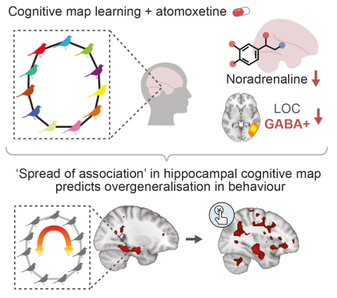 a two part diagram showing atomoxetine's effect in the top half, and fMRI in the bottom half