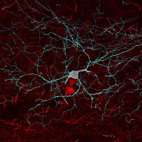 Glowing nerve cells in the brain