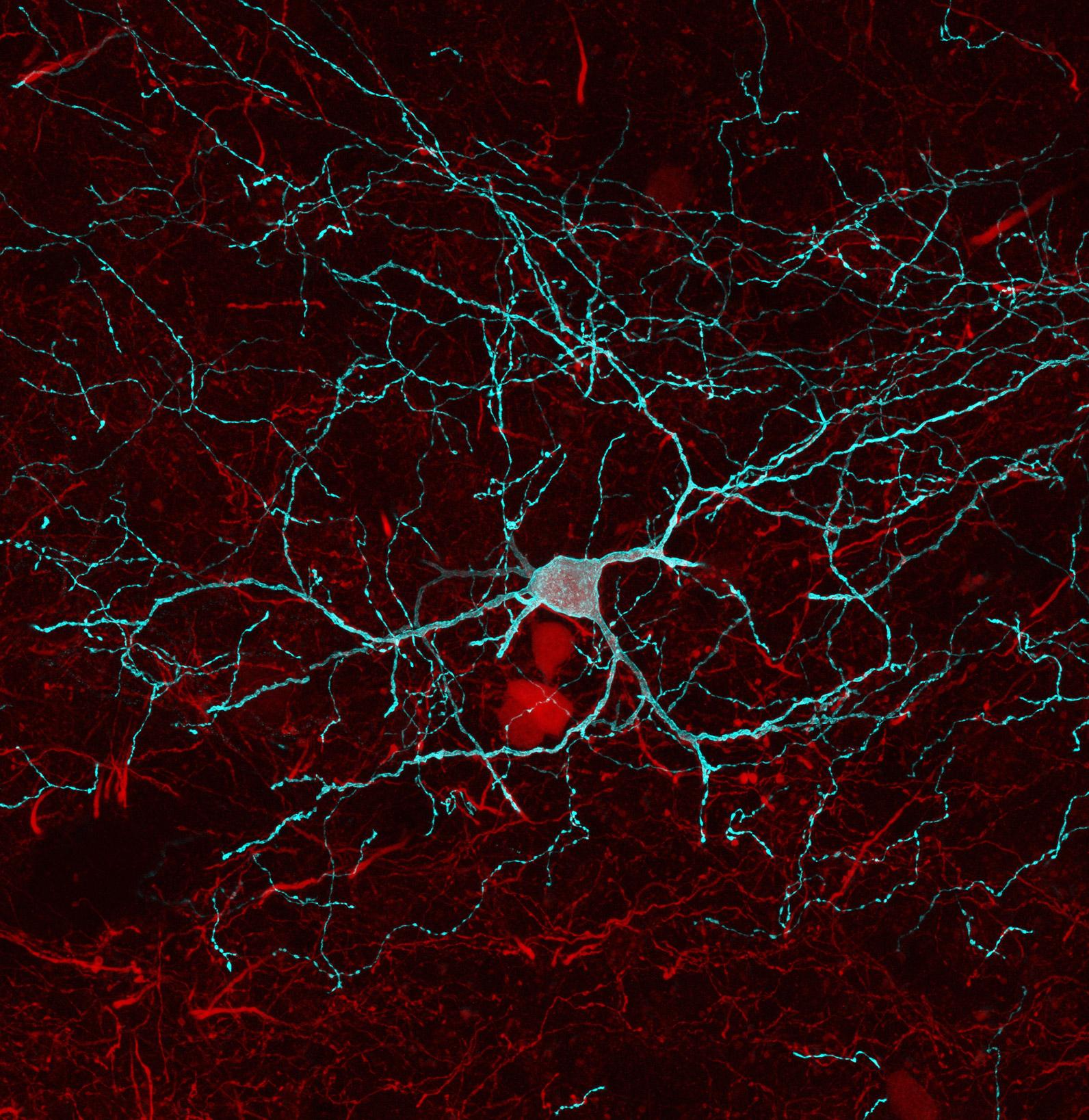 Glowing nerve cells in the brain