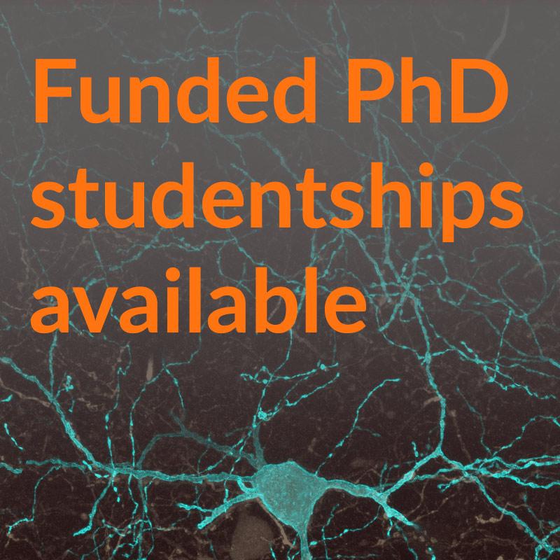 A picture of a brain cell coloured in blue, with superimposed orange text advertising that PhD studentships are available.