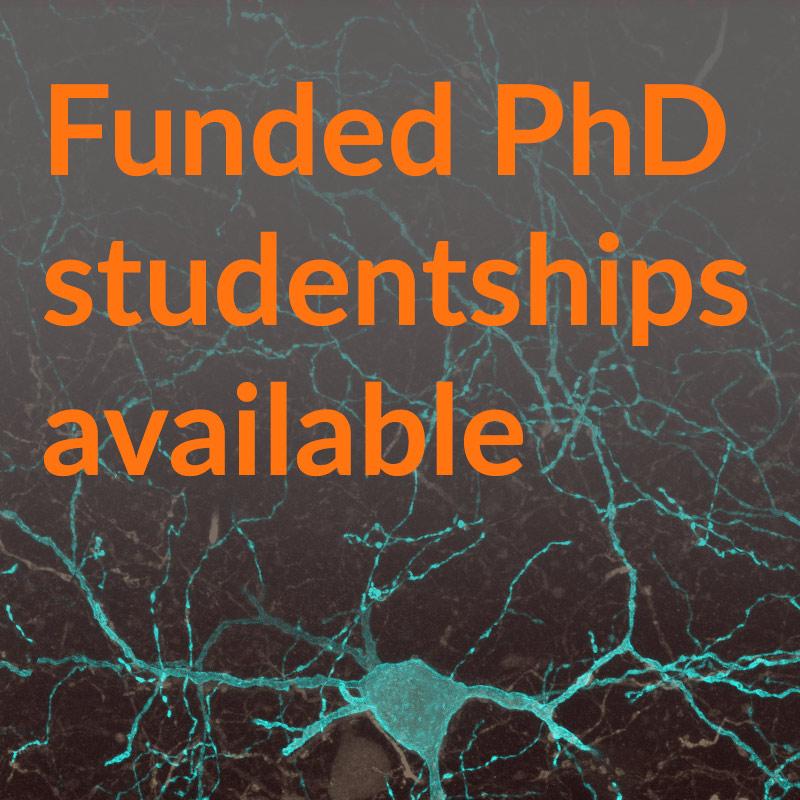 A picture of a brain cell coloured in blue, with superimposed orange text advertising that PhD studentships are available. 