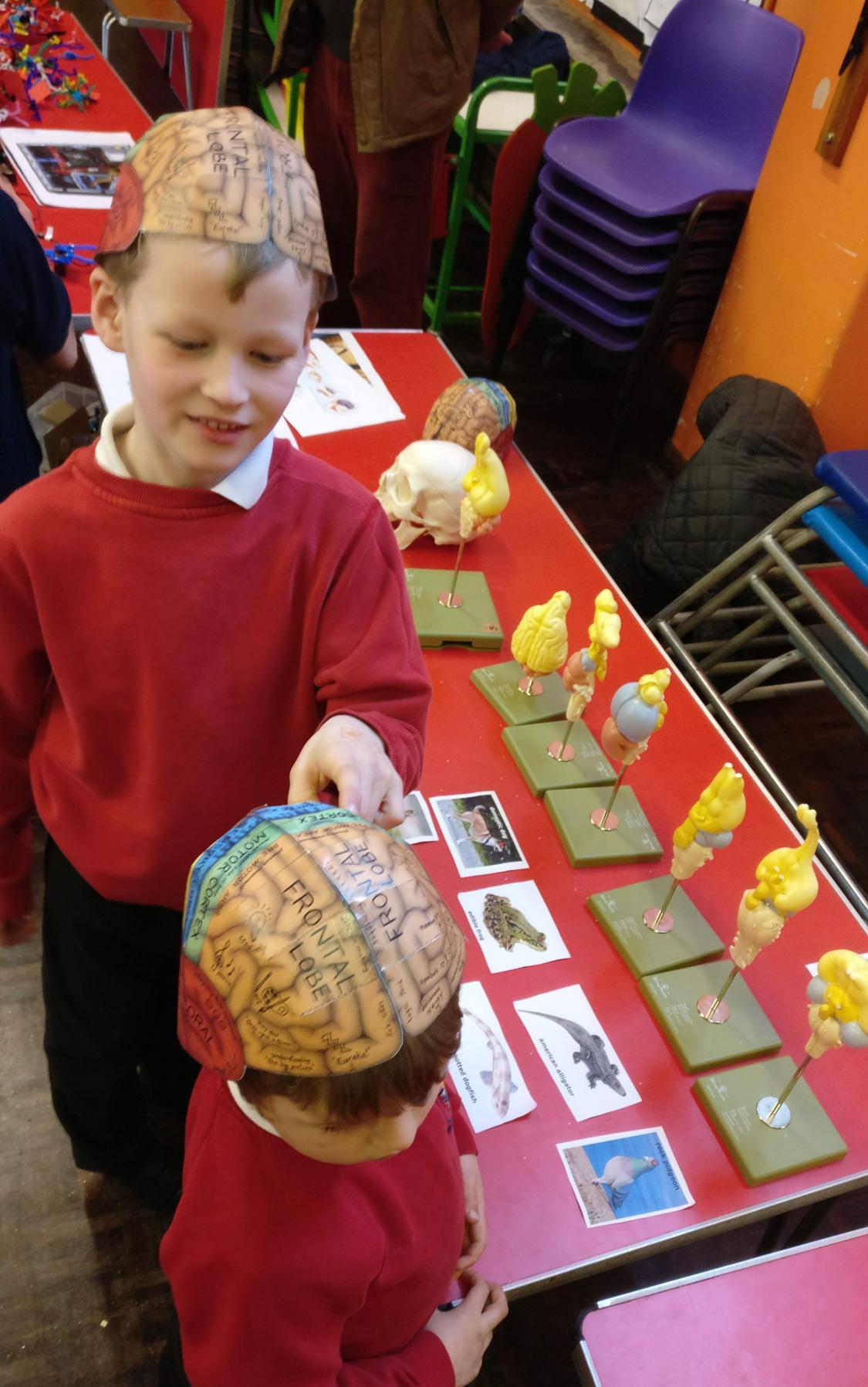 Pupils using 'brain hats' to discover roles of brain areas.