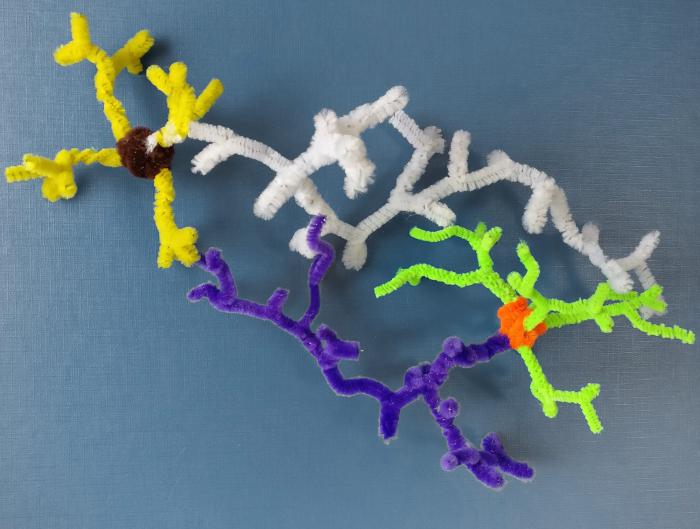 pipecleaner-neurons