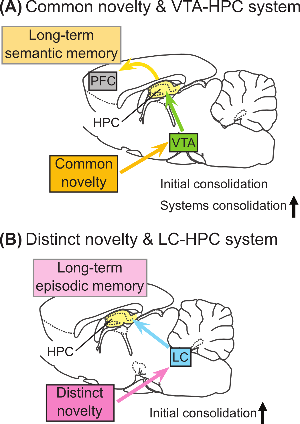 diagram of VTA HPC PFC brain system and separately the LC HPC brain system